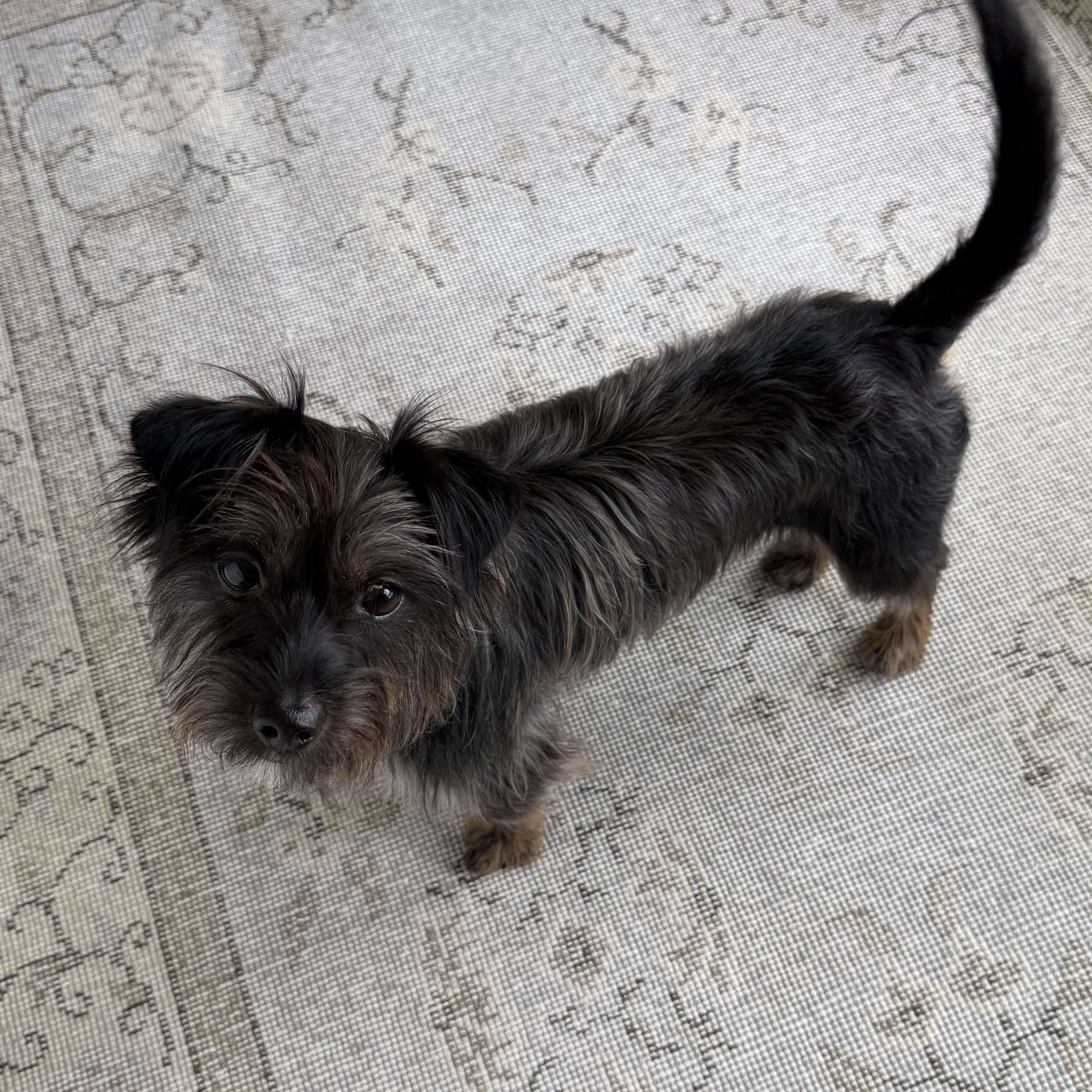Enlarge Jazzy, a Adopted mixed breed in Lake Worth, FL image 2/4