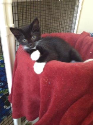 Enlarge Buddy, a Adoptable mixed breed in Pompano Beach, FL image 1/2