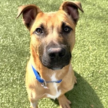 Enlarge Scrappy Doo, a ADOPTABLE Mixed Breed in Santa Cruz, CA image 1/1