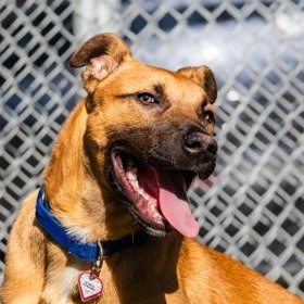 Enlarge Scrappy Doo , a ADOPTABLE Mixed Breed in Santa Cruz, CA image 4/6