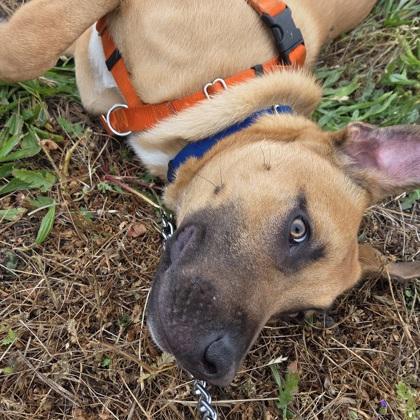 Enlarge Scrappy Doo , a ADOPTABLE Mixed Breed in Santa Cruz, CA image 5/6