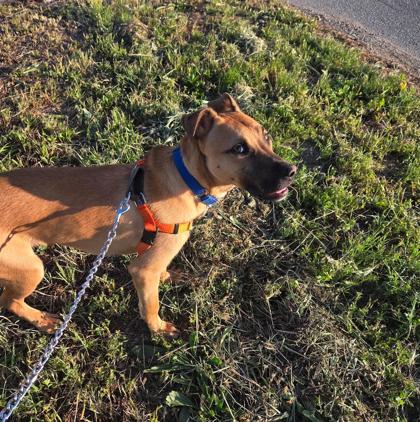 Enlarge Scrappy Doo , a ADOPTABLE Mixed Breed in Santa Cruz, CA image 2/6