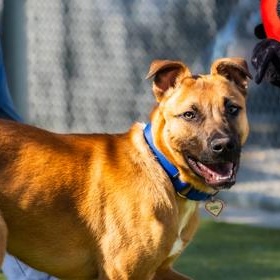 Enlarge Scrappy Doo , a ADOPTABLE Mixed Breed in Santa Cruz, CA image 3/6