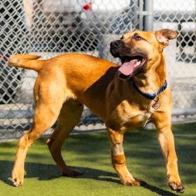Enlarge Scrappy Doo , a ADOPTABLE Mixed Breed in Santa Cruz, CA image 6/6