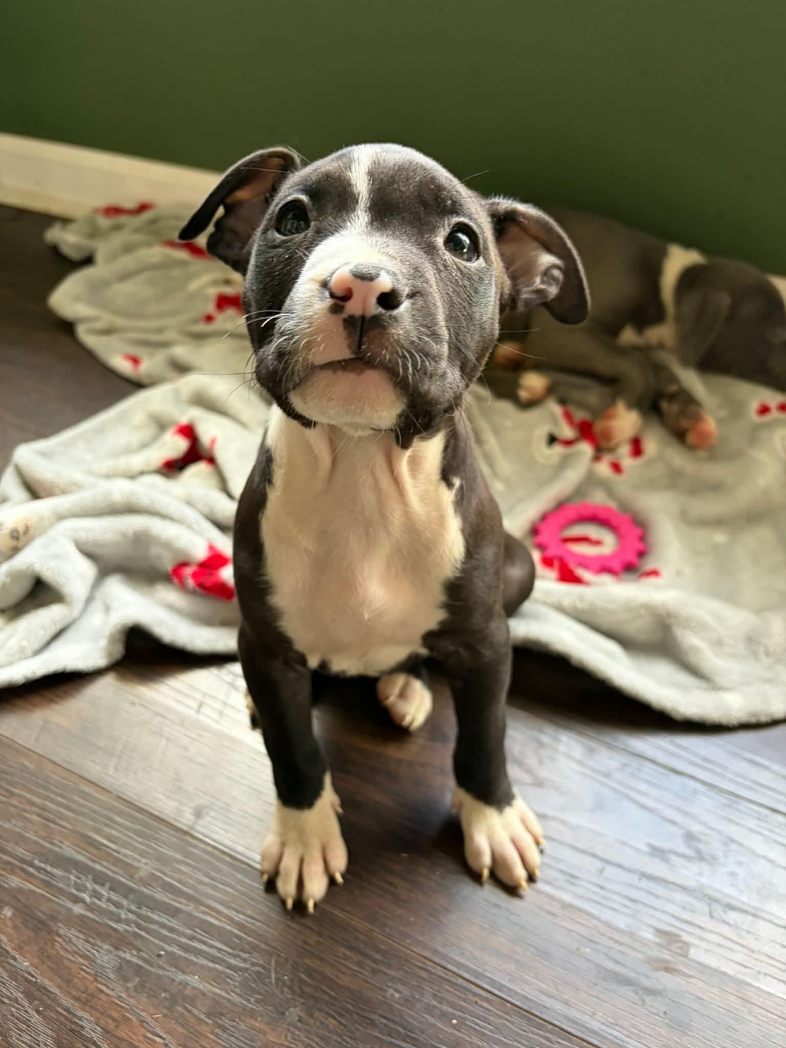 Enlarge Maya, a ADOPTABLE mixed breed in Clay, NY image 2/3