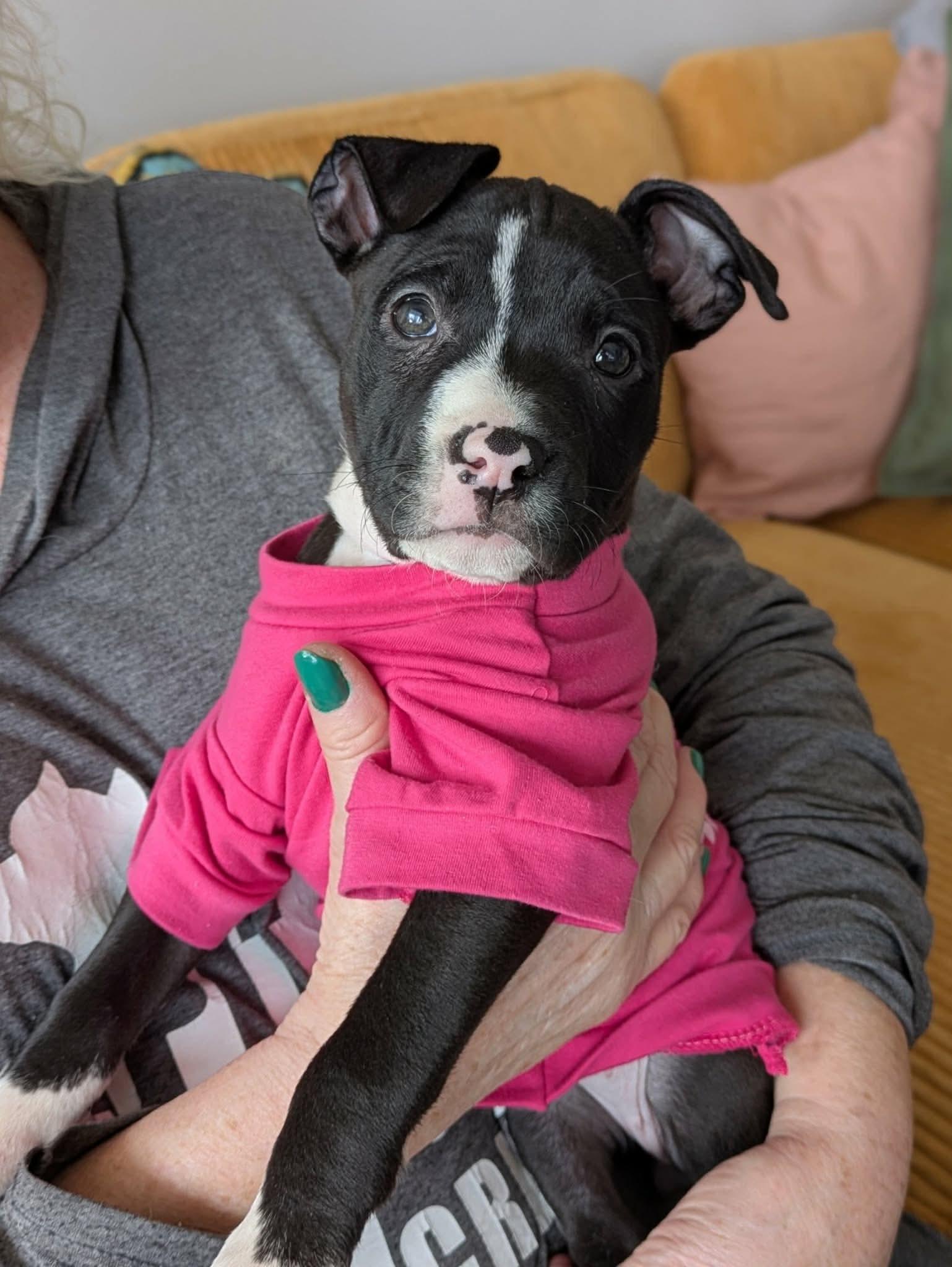 Maya, ADOPTABLE, Puppy Female Pit Bull Terrier.