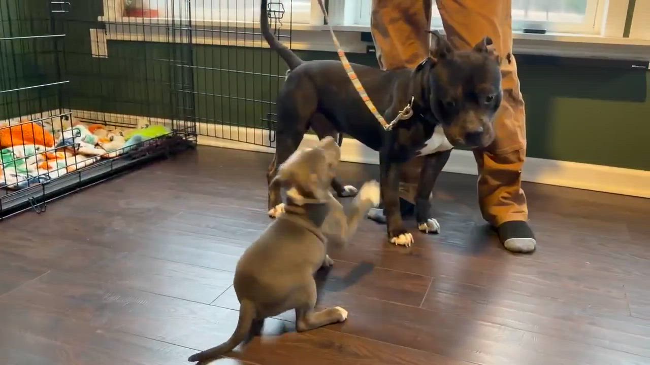 Enlarge Maya, a ADOPTABLE mixed breed in Clay, NY video 3/3