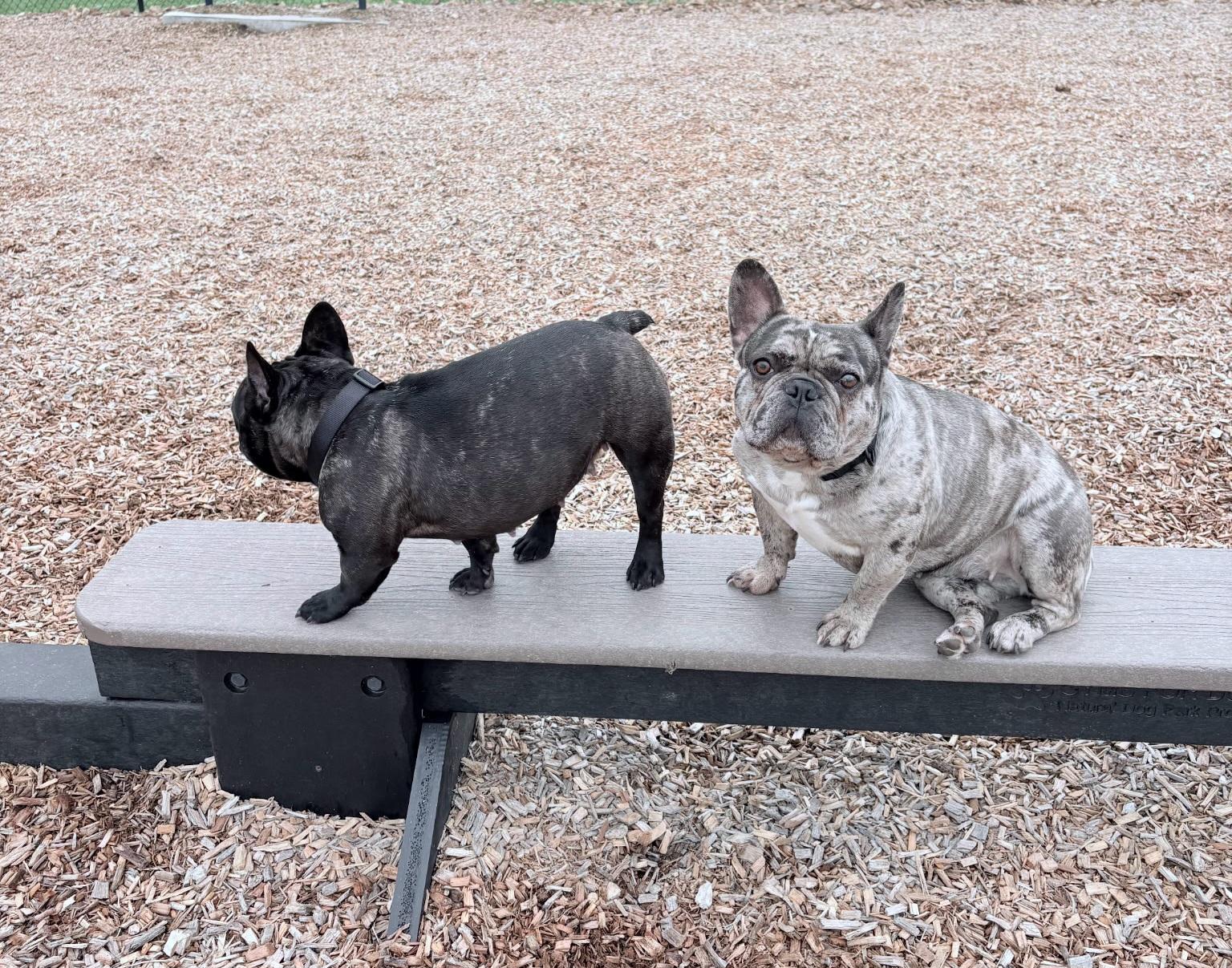 Enlarge Mocha, a ADOPTABLE French Bulldog in Hendersonville, TN image 1/1