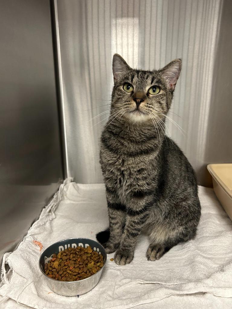 Roxanne, Adoptable, Young Female Domestic Short Hair.