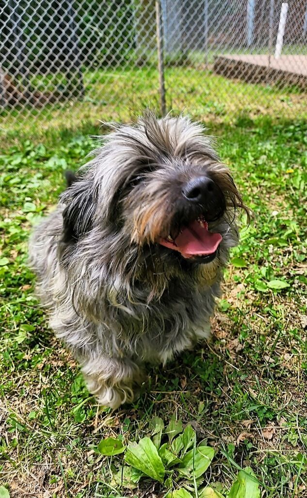 SNICKERS, an adoptable Terrier Mix in Pomona, NY_image-1