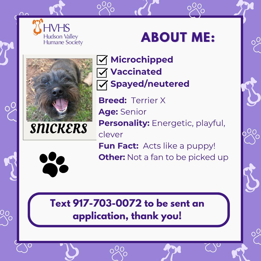 Enlarge SNICKERS, a Adoptable mixed breed in Pomona, NY image 2/2
