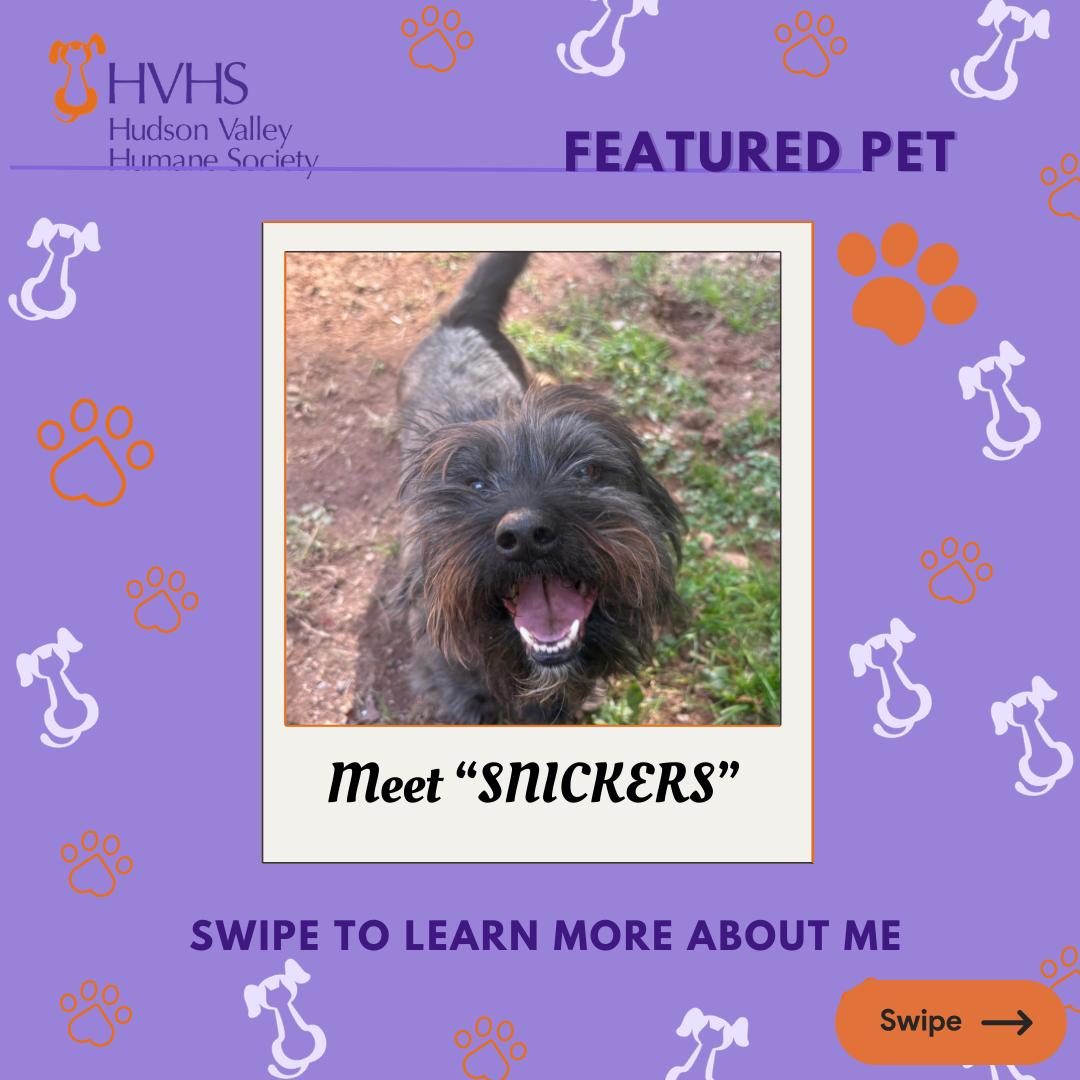 SNICKERS, Adoptable, Adult Male Terrier.