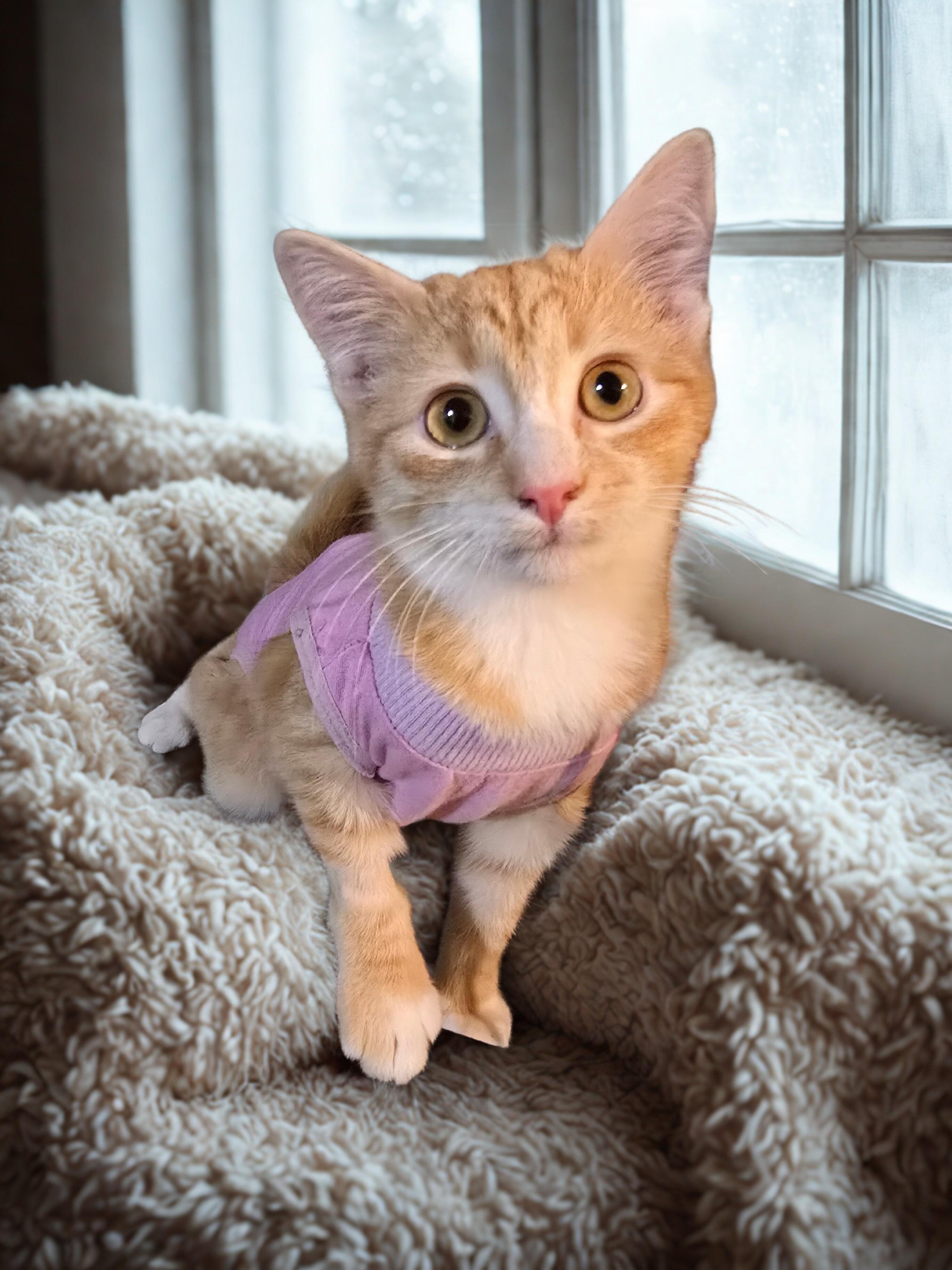 Enlarge Carrot and Pallas, an adopted Domestic Short Hair in Nottingham, MD image 4/5