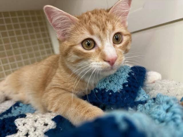 Enlarge Carrot and Pallas, an adopted Domestic Short Hair in Nottingham, MD image 2/5