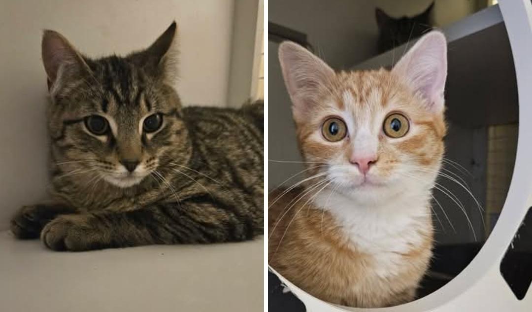 Carrot and Pallas, adopted, Young Female Domestic Short Hair.