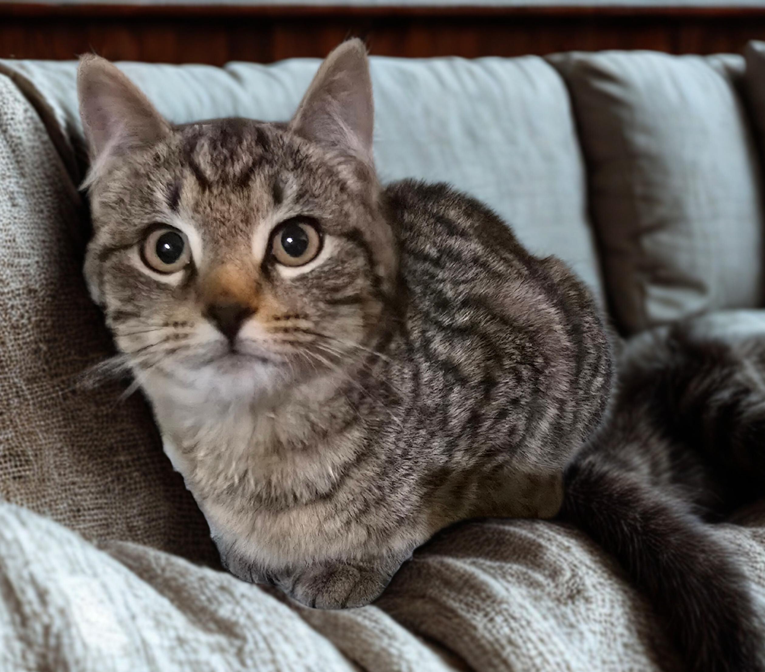Enlarge Carrot and Pallas, an adopted Domestic Short Hair in Nottingham, MD image 3/5