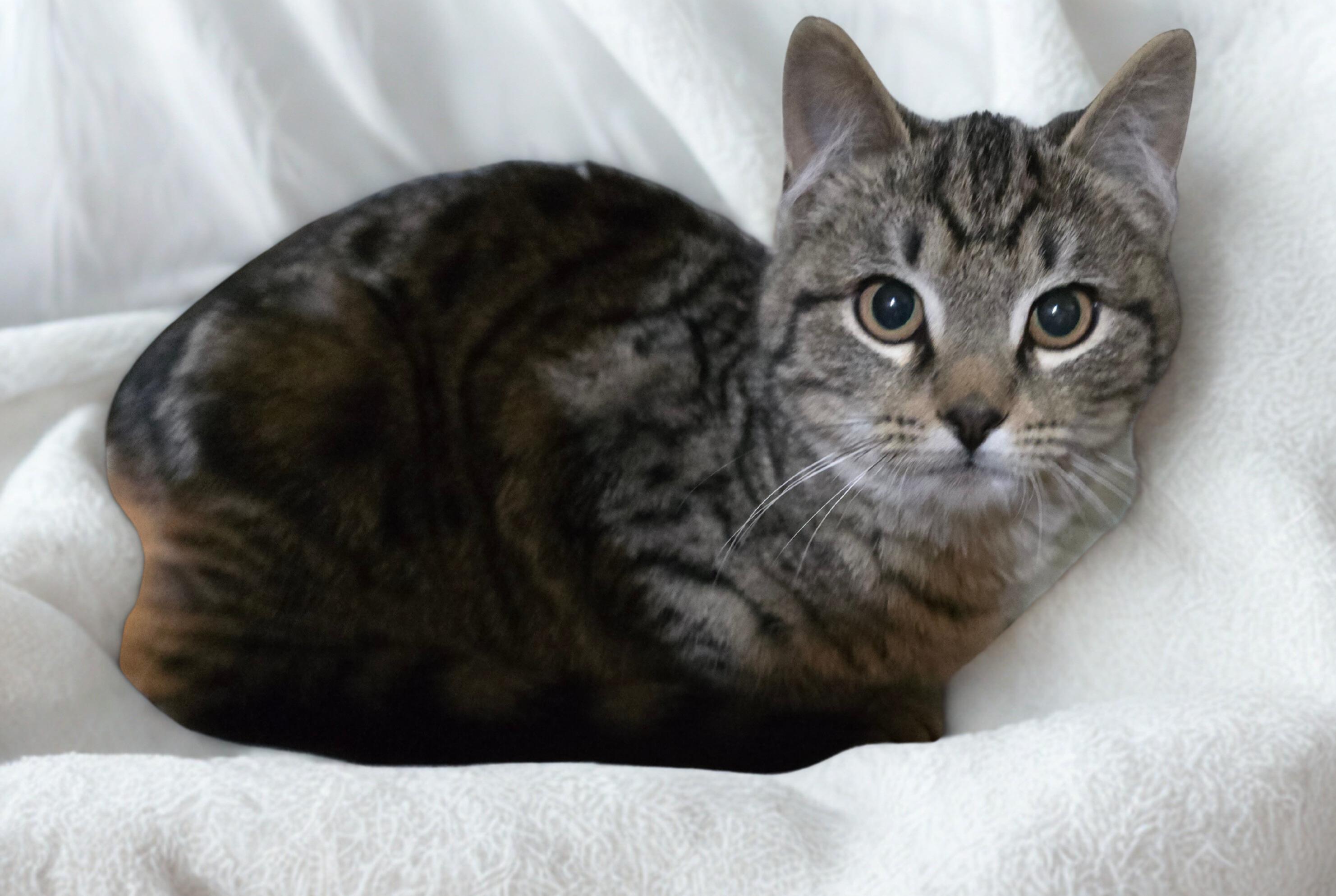 Enlarge Carrot and Pallas, an adopted Domestic Short Hair in Nottingham, MD image 5/5