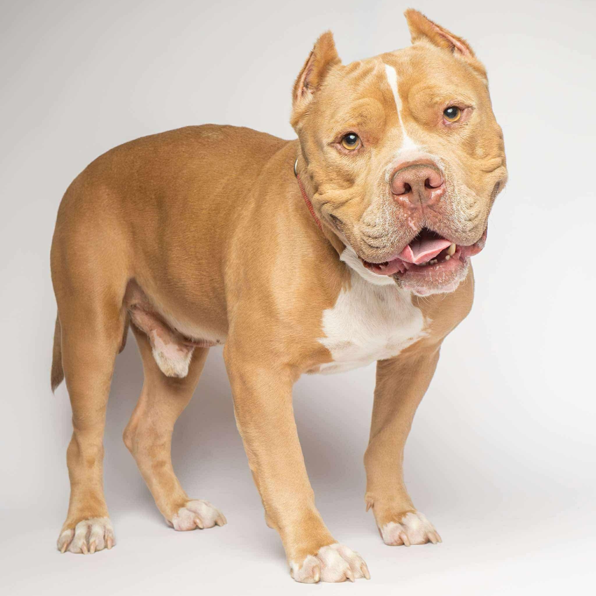 Lou, a Adoptable Pit Bull Terrier in Wando, SC image 2/6