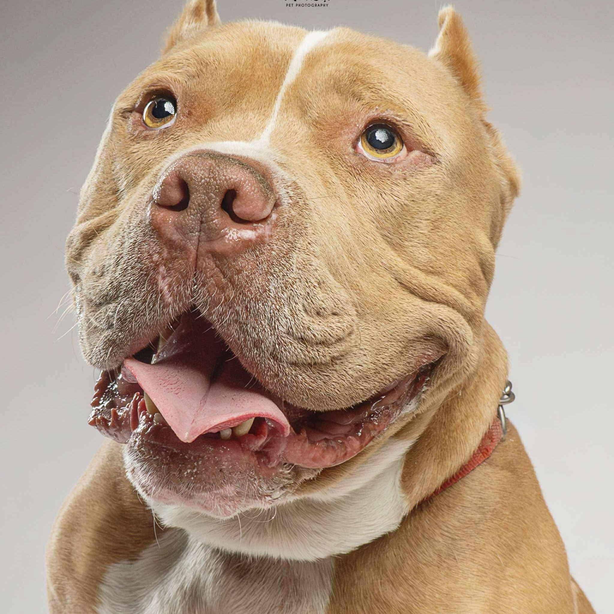Lou, a Adoptable Pit Bull Terrier in Wando, SC image 3/6