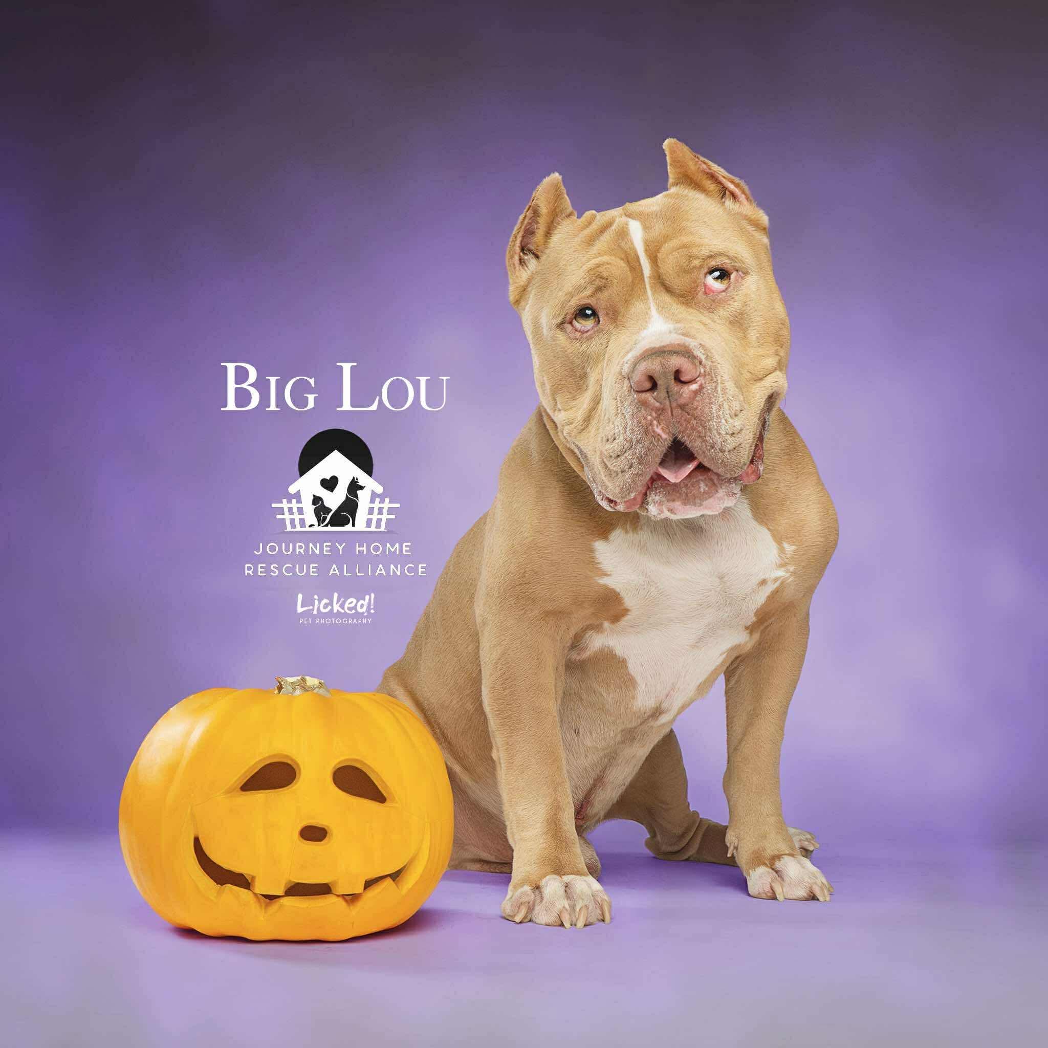 Lou, Adoptable, Adult Male Pit Bull Terrier.