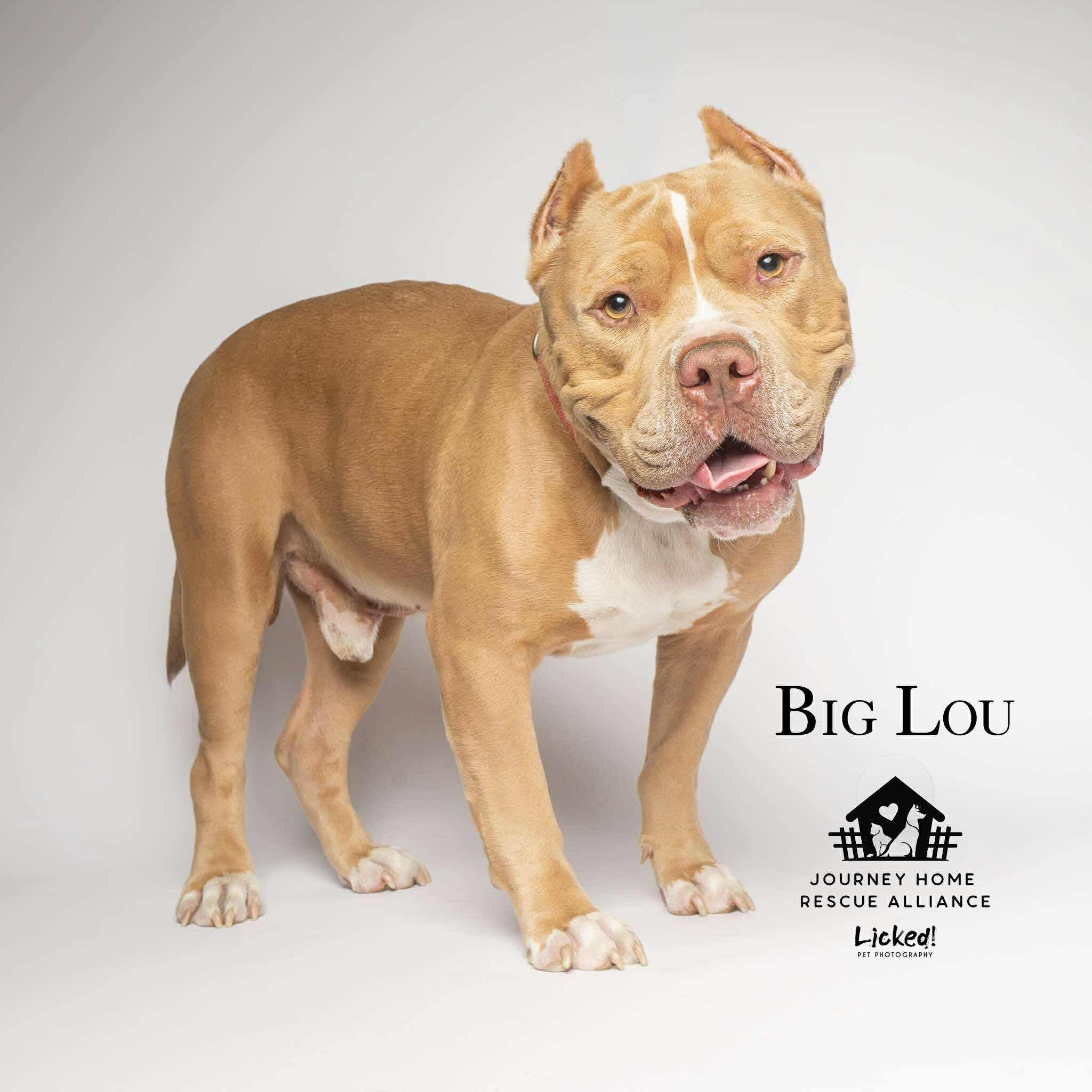 Lou, a Adoptable Pit Bull Terrier in Wando, SC image 4/6