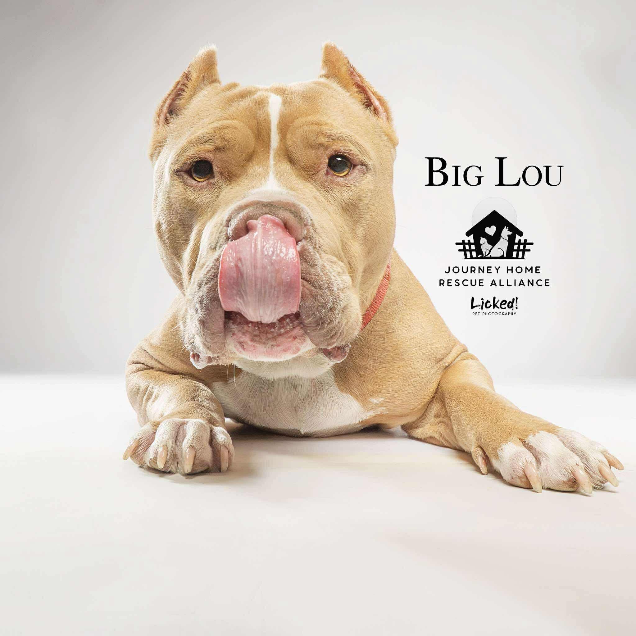 Lou, a Adoptable Pit Bull Terrier in Wando, SC image 5/6