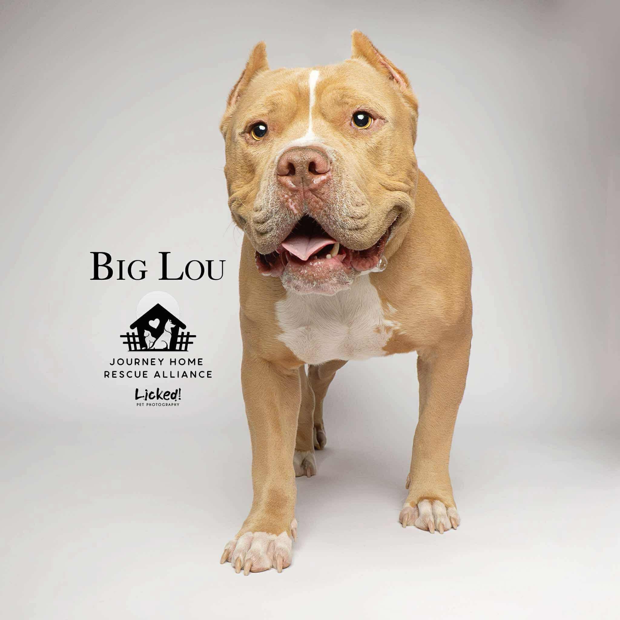 Lou, a Adoptable Pit Bull Terrier in Wando, SC image 6/6