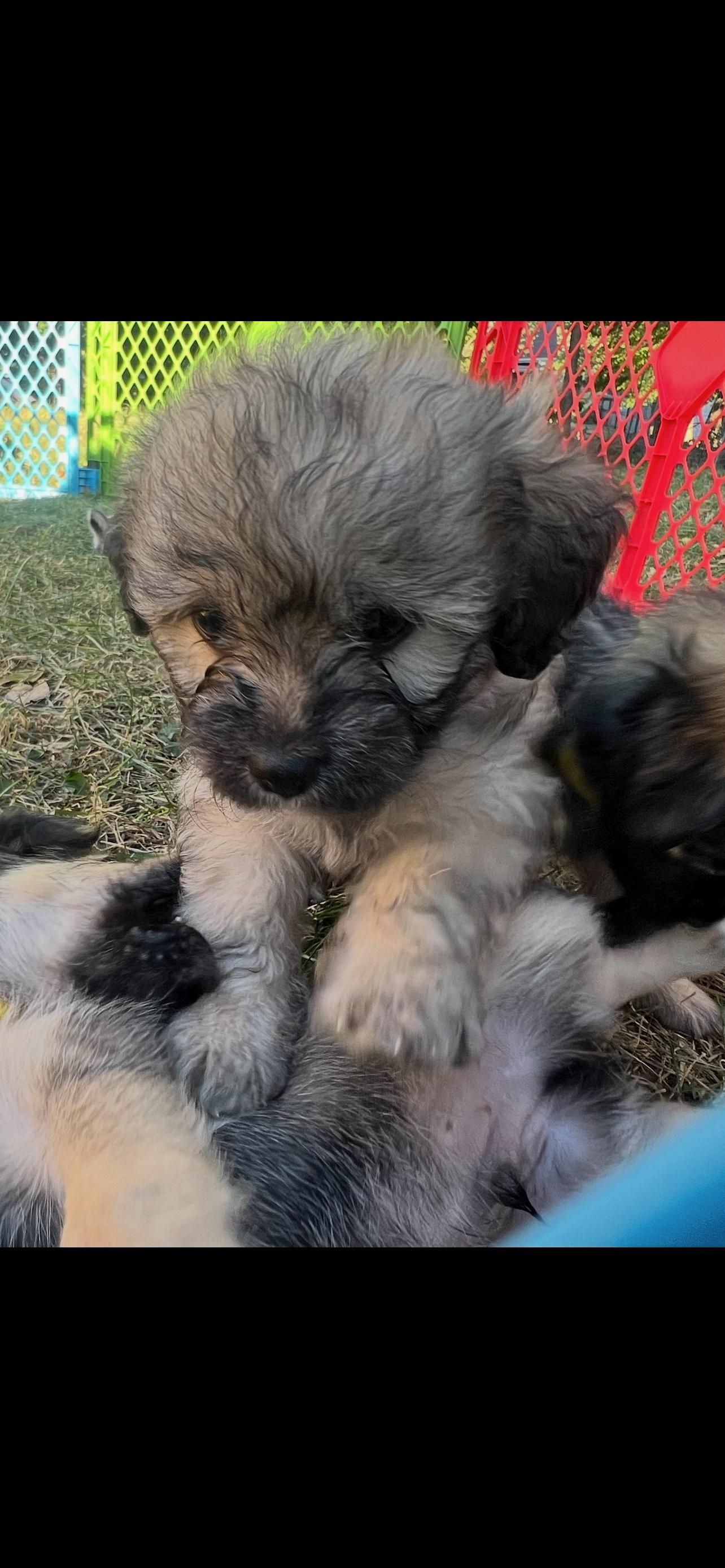 Scruffy. ADOPT PENDING