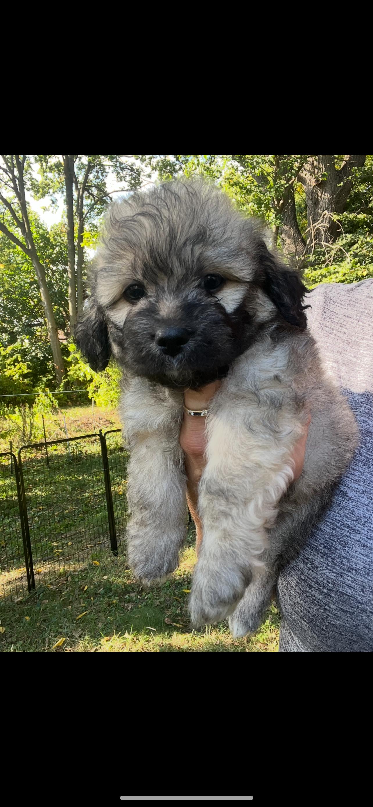 Scruffy. ADOPT PENDING