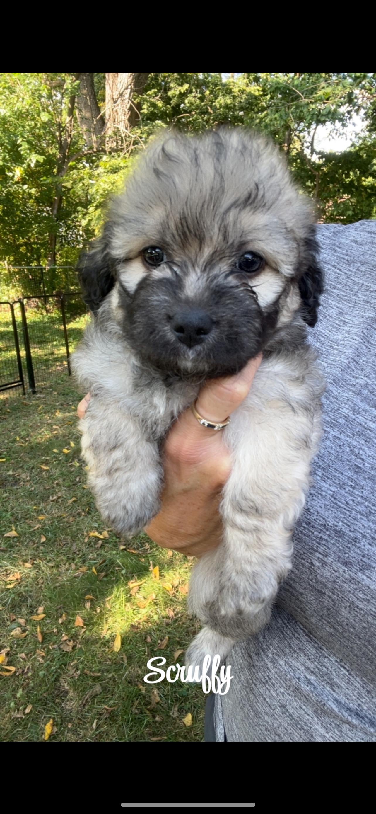 Scruffy. ADOPT PENDING