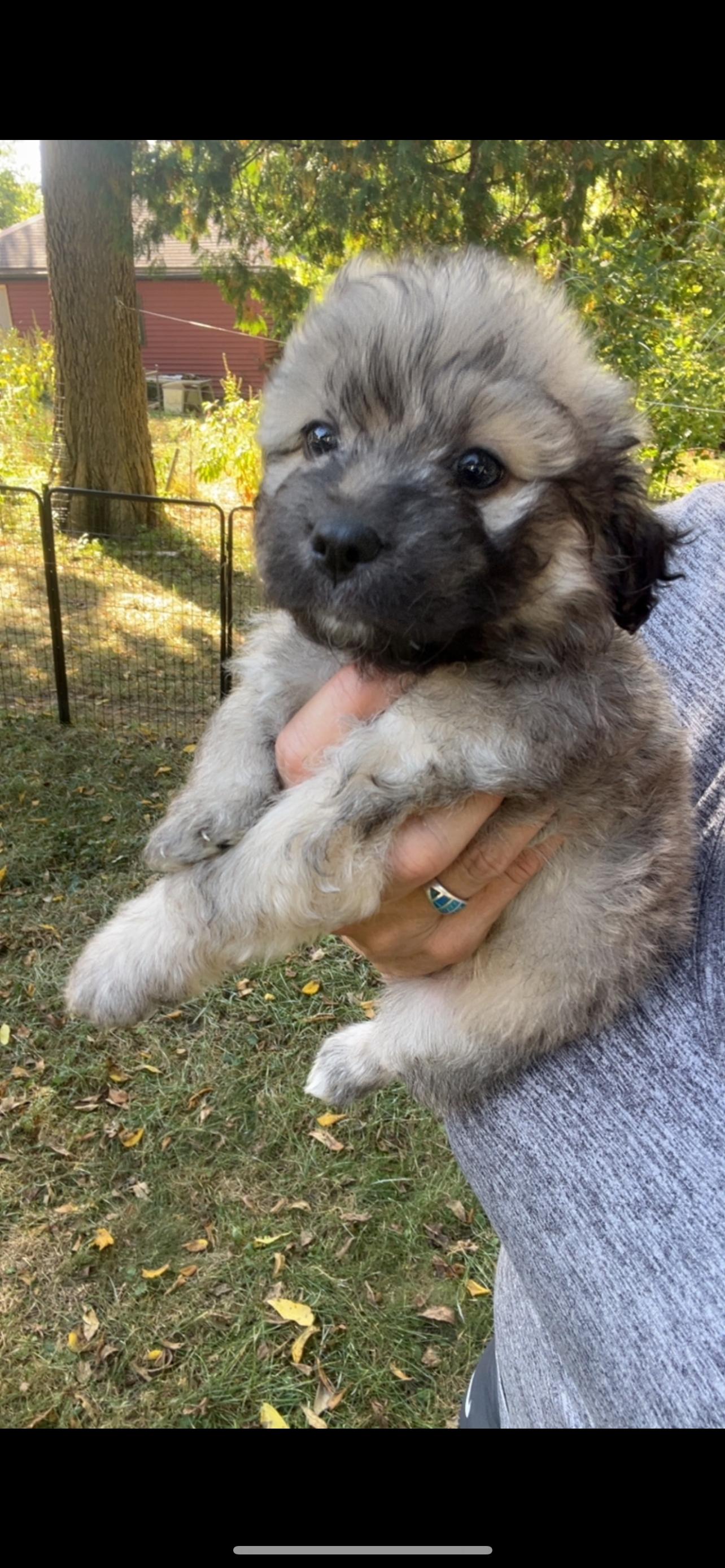 Scruffy. ADOPT PENDING