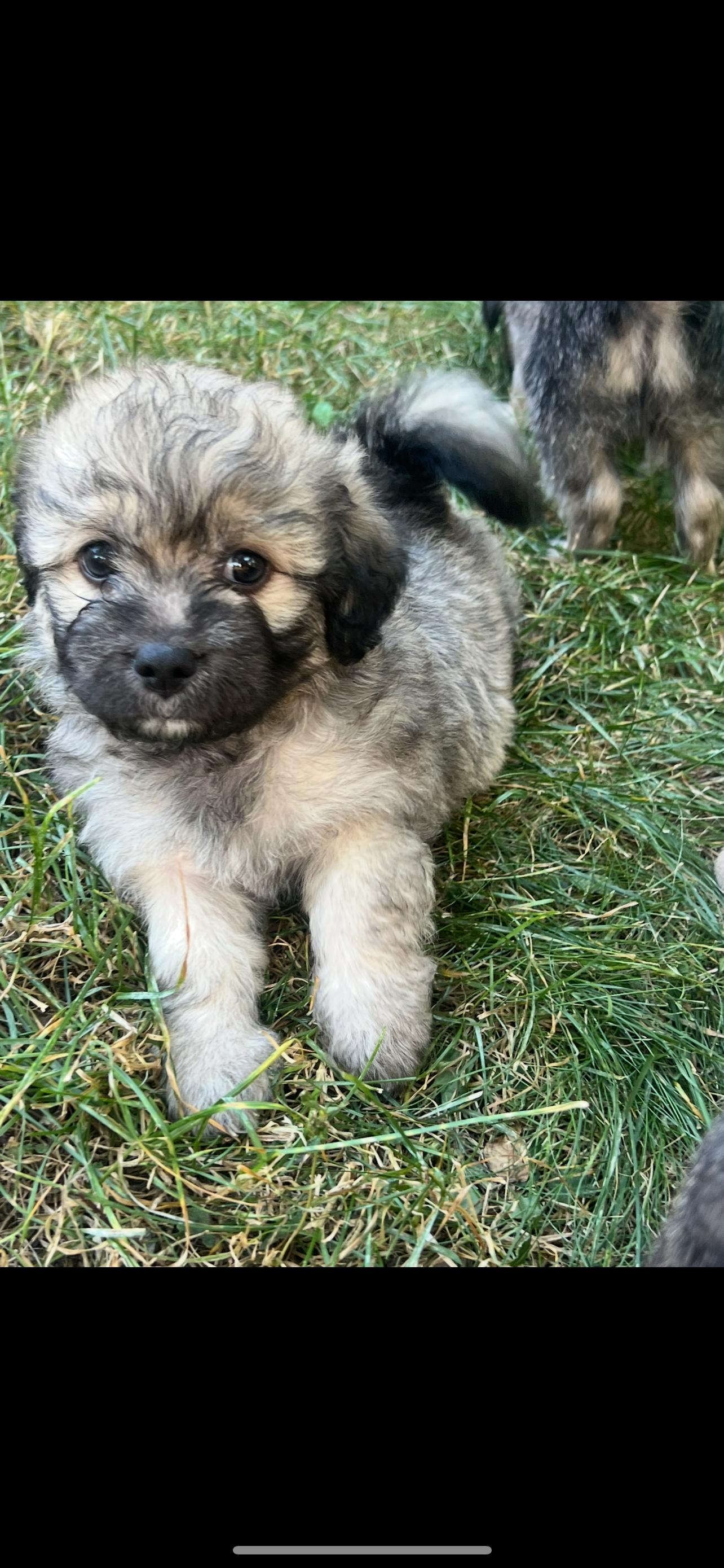 Scruffy. ADOPT PENDING