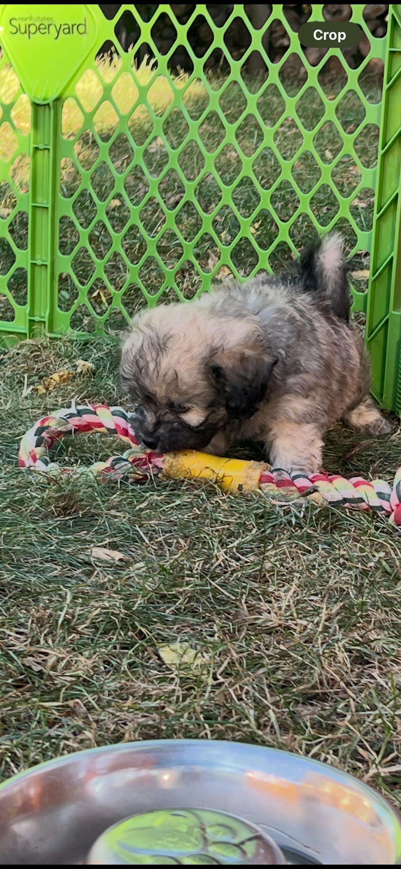 Scruffy. ADOPT PENDING