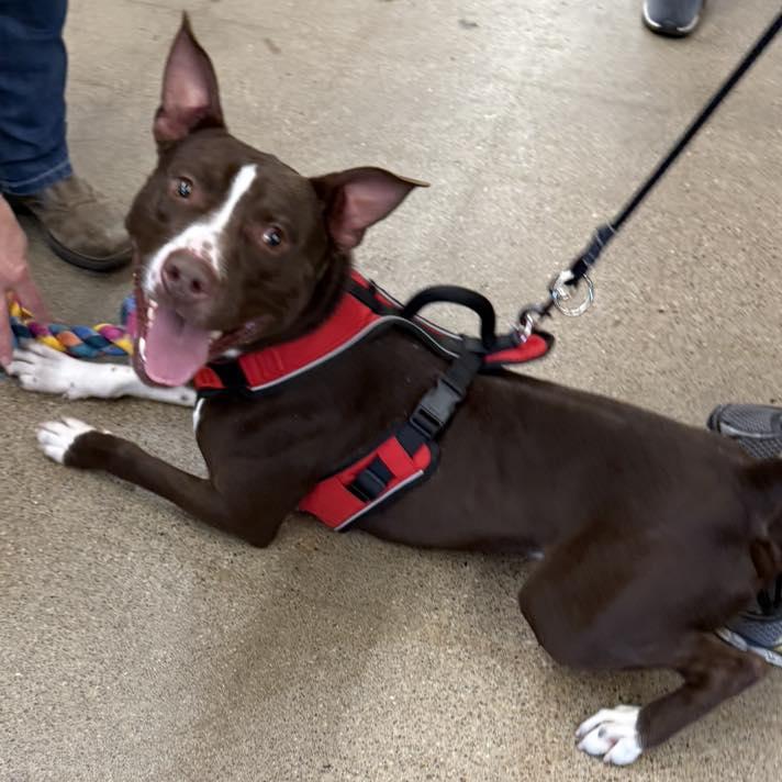 Enlarge Spock, a ADOPTABLE Mixed Breed in Grand Island, NE image 1/2