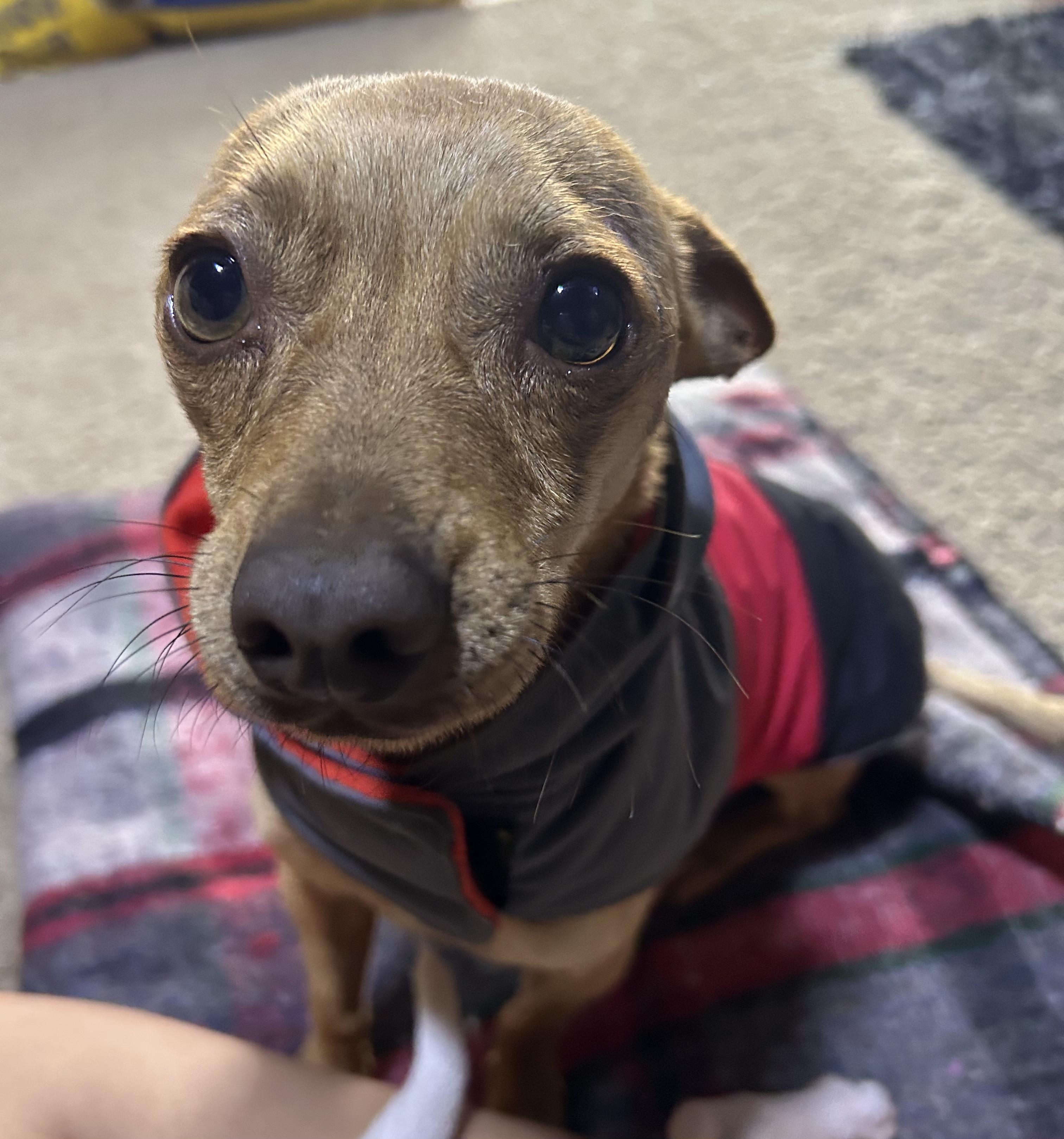 Enlarge Papi, an adopted Chihuahua in Tijuana, BCN image 3/6