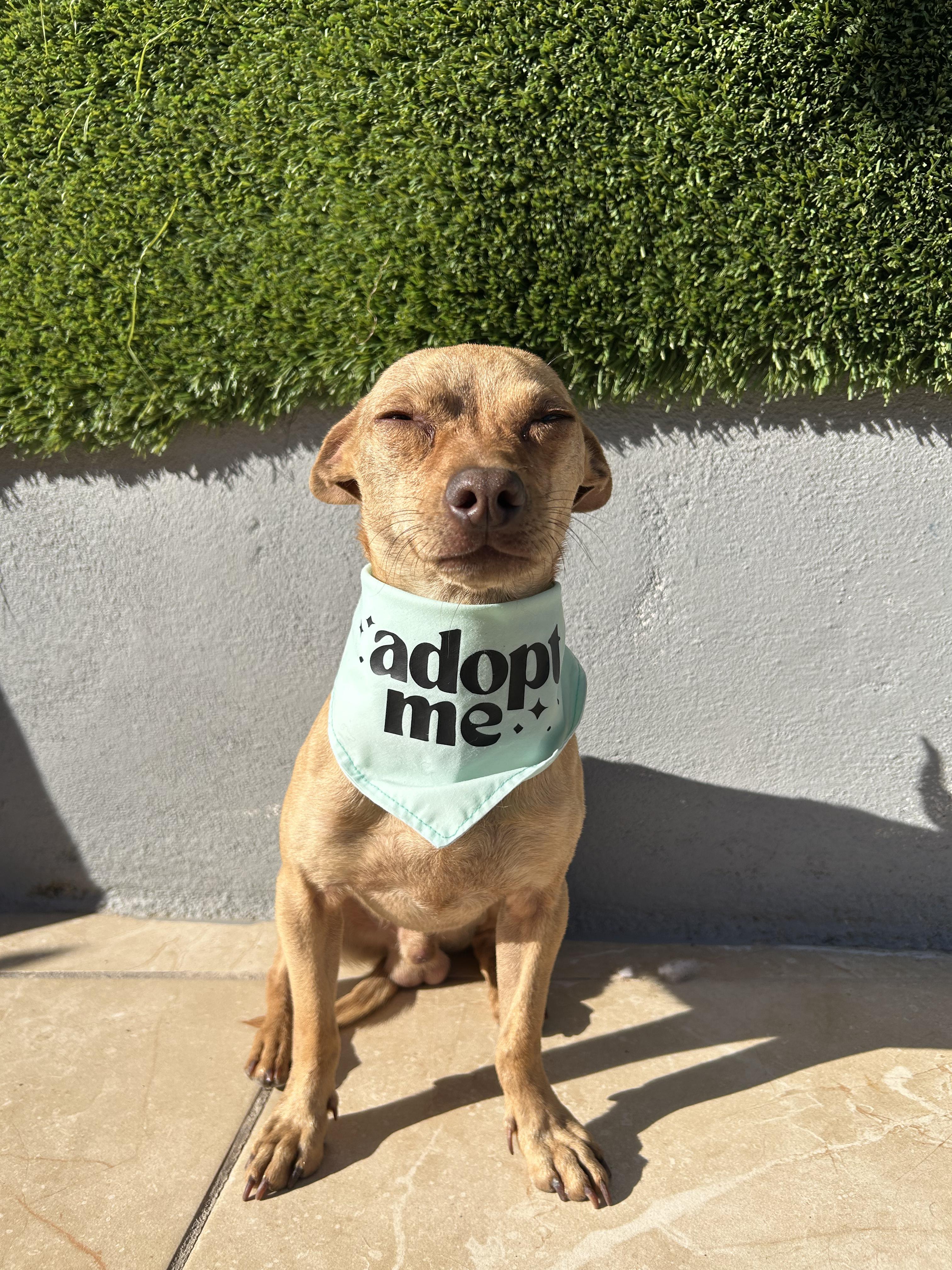 Enlarge Papi, an adopted Chihuahua in Tijuana, BCN image 1/6