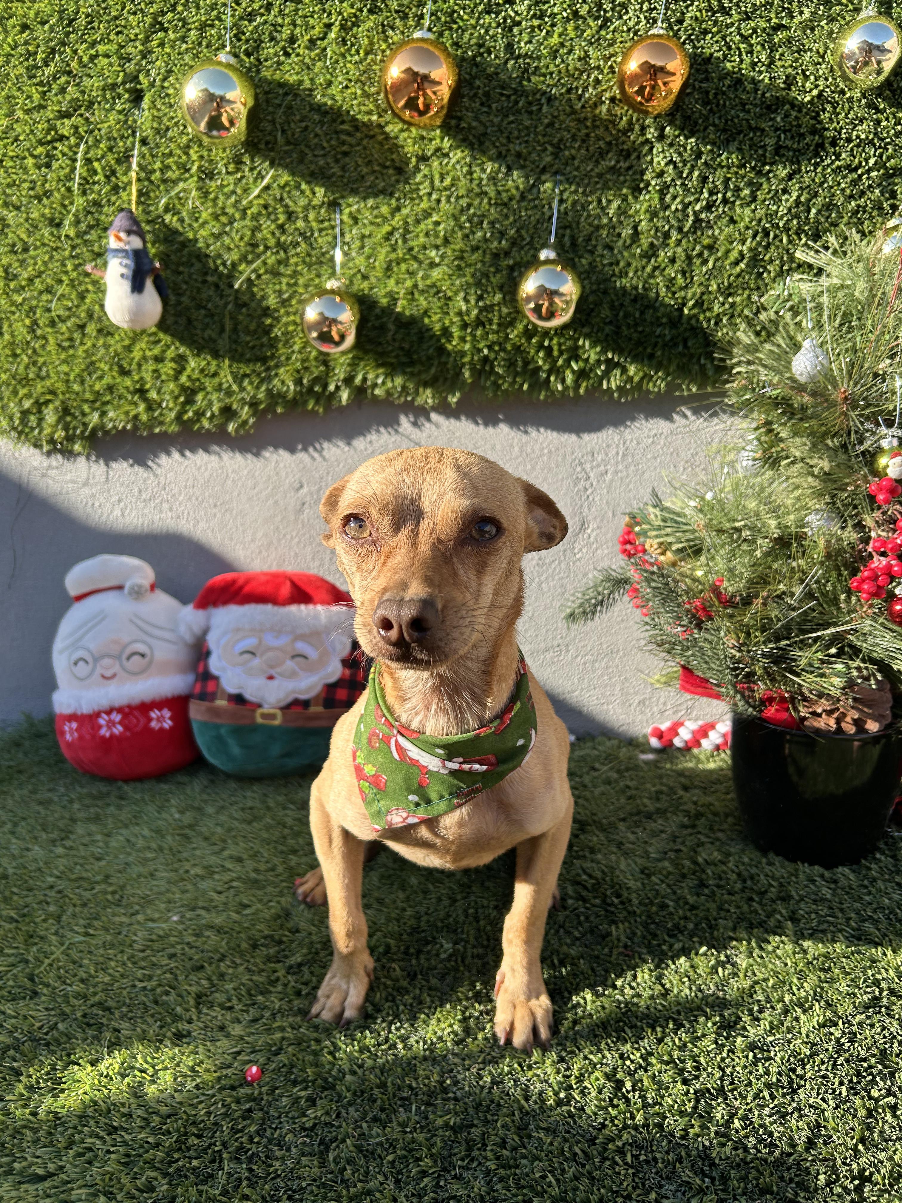 Enlarge Papi, an adopted Chihuahua in Tijuana, BCN image 2/6