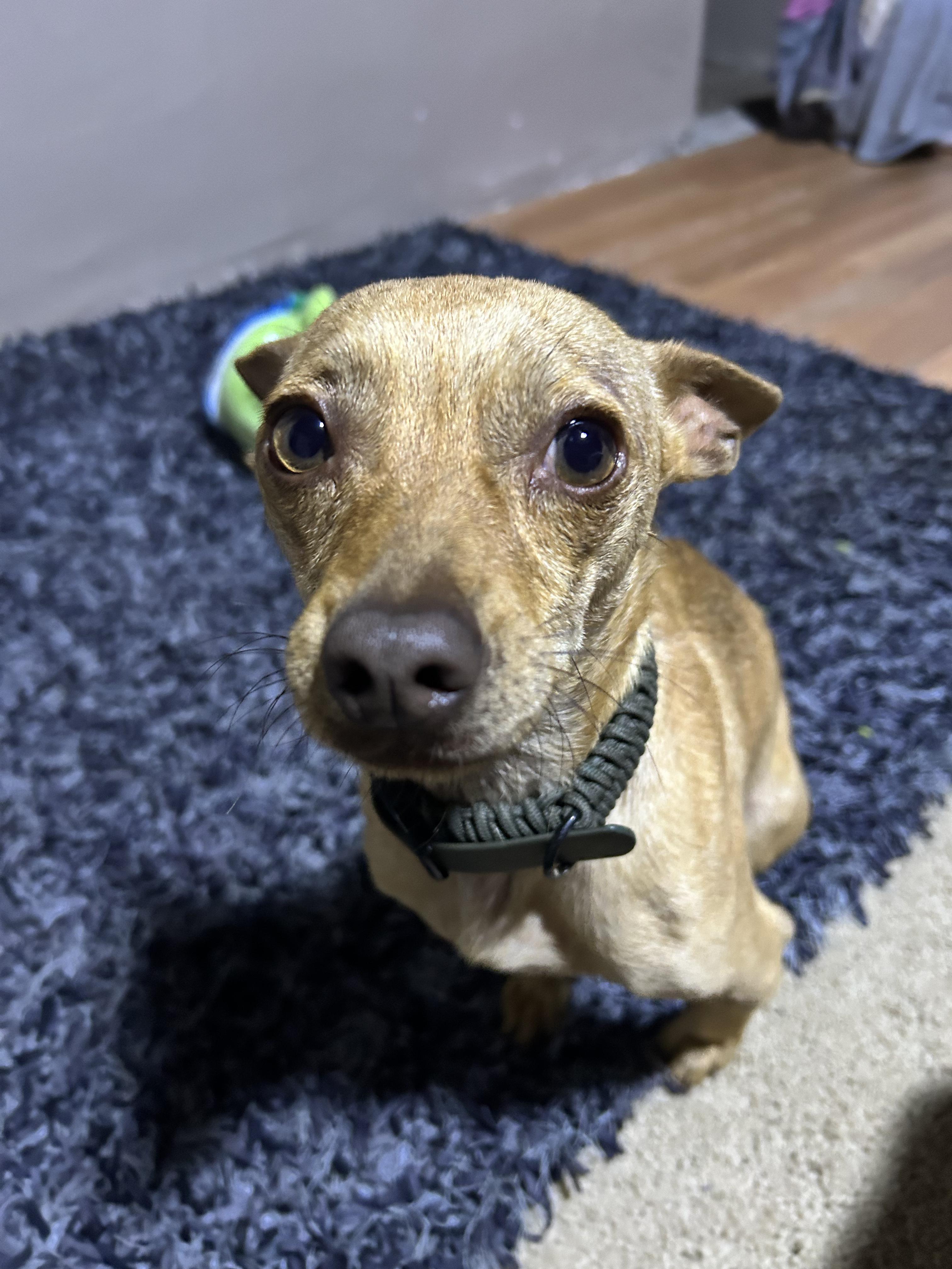 Enlarge Papi, an adopted Chihuahua in Tijuana, BCN image 4/6
