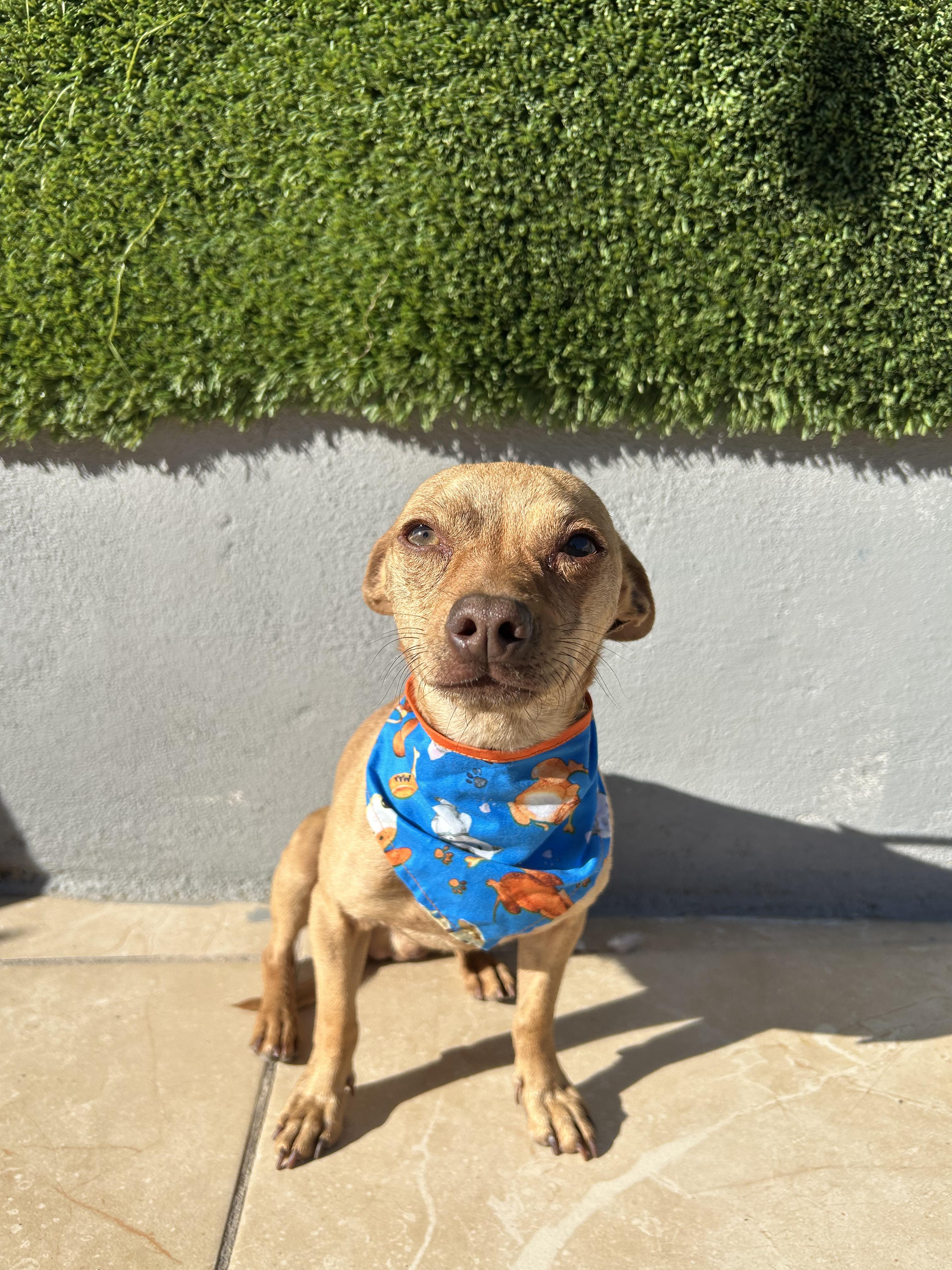 Enlarge Papi, an adopted Chihuahua in Tijuana, BCN image 6/6