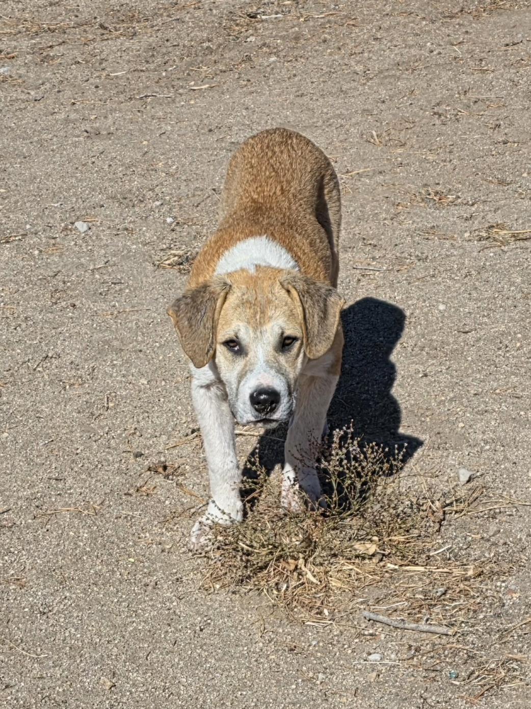 Enlarge Thumper, a Adoptable mixed breed in Sparks, NV image 1/1