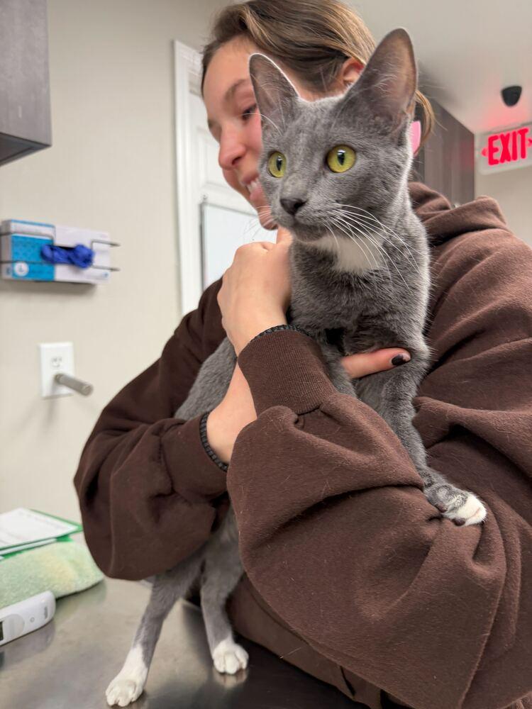 Eliza, a Adoptable Domestic Short Hair in Marietta, GA image 1/4