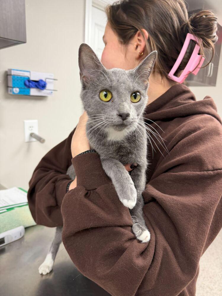 Eliza, a Adoptable Domestic Short Hair in Marietta, GA image 3/4