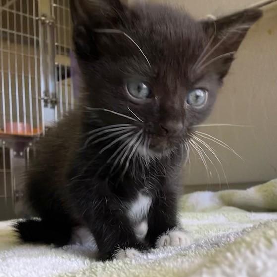 Enchilada, adoptable, Kitten Male Domestic Short Hair.