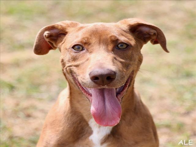 Enlarge A518631, a Adoptable mixed breed in Wilmington, NC image 1/1