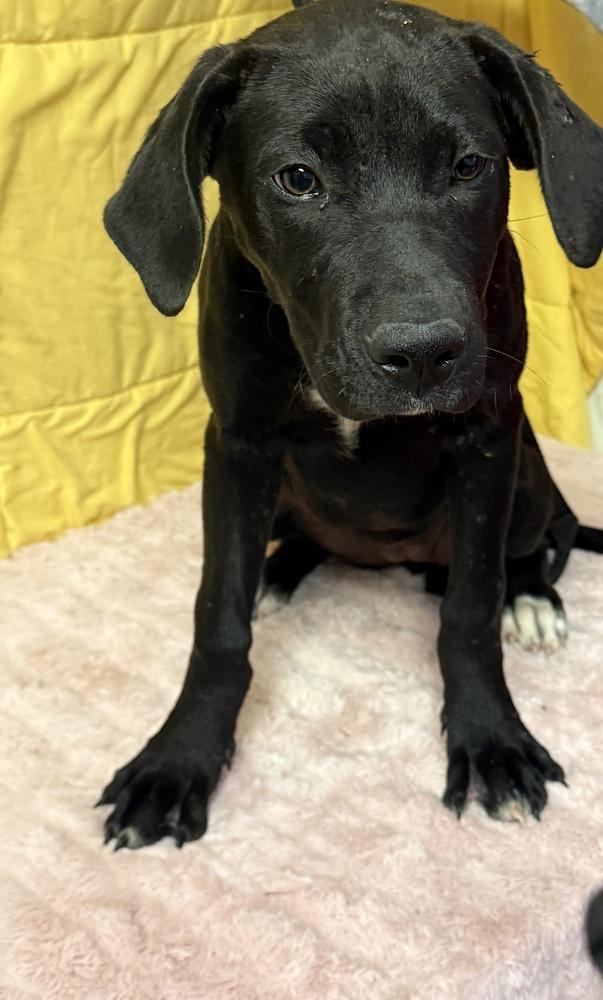 Sunday, Adoptable, Puppy Female Labrador Retriever & Rhodesian Ridgeback.