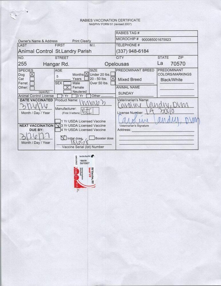 Enlarge Sunday, a Adoptable mixed breed in Opelousas, LA image 2/3