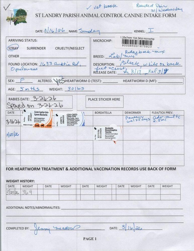 Enlarge Sunday, a Adoptable mixed breed in Opelousas, LA image 3/3