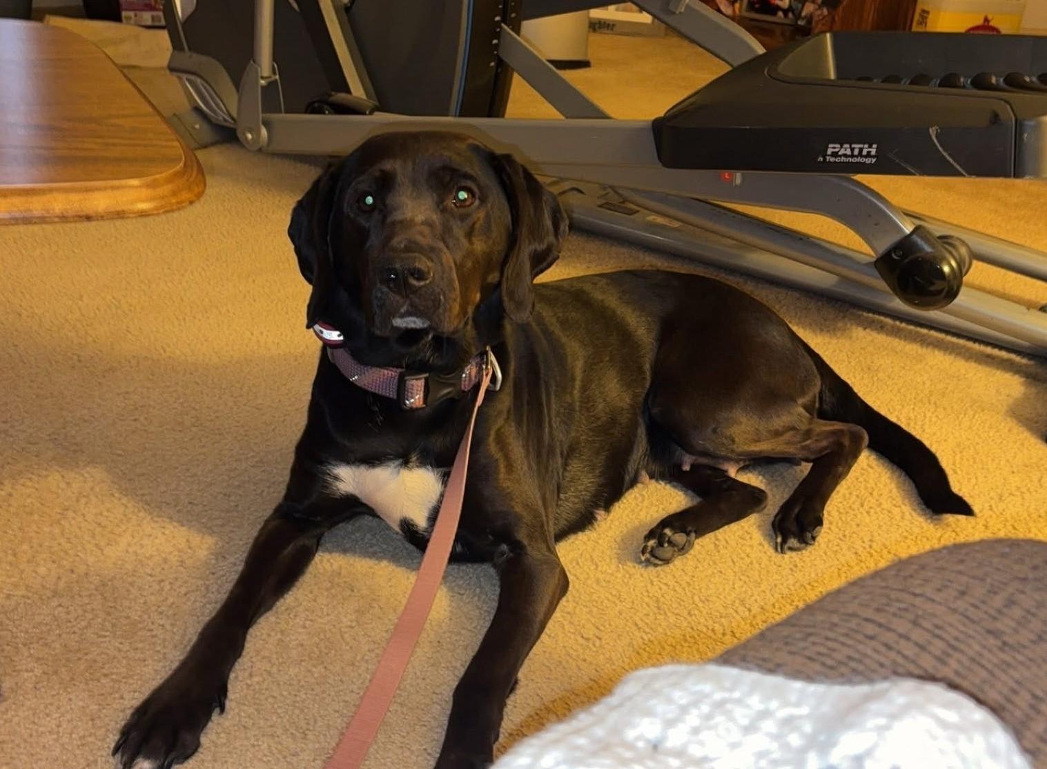 Enlarge Azalea, a Adoptable mixed breed in Sparta, WI image 2/2