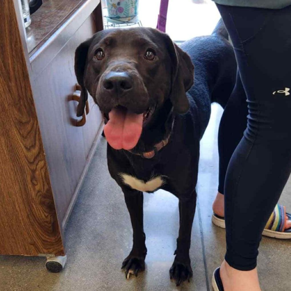 Enlarge Azalea, a Adoptable mixed breed in Sparta, WI image 1/2