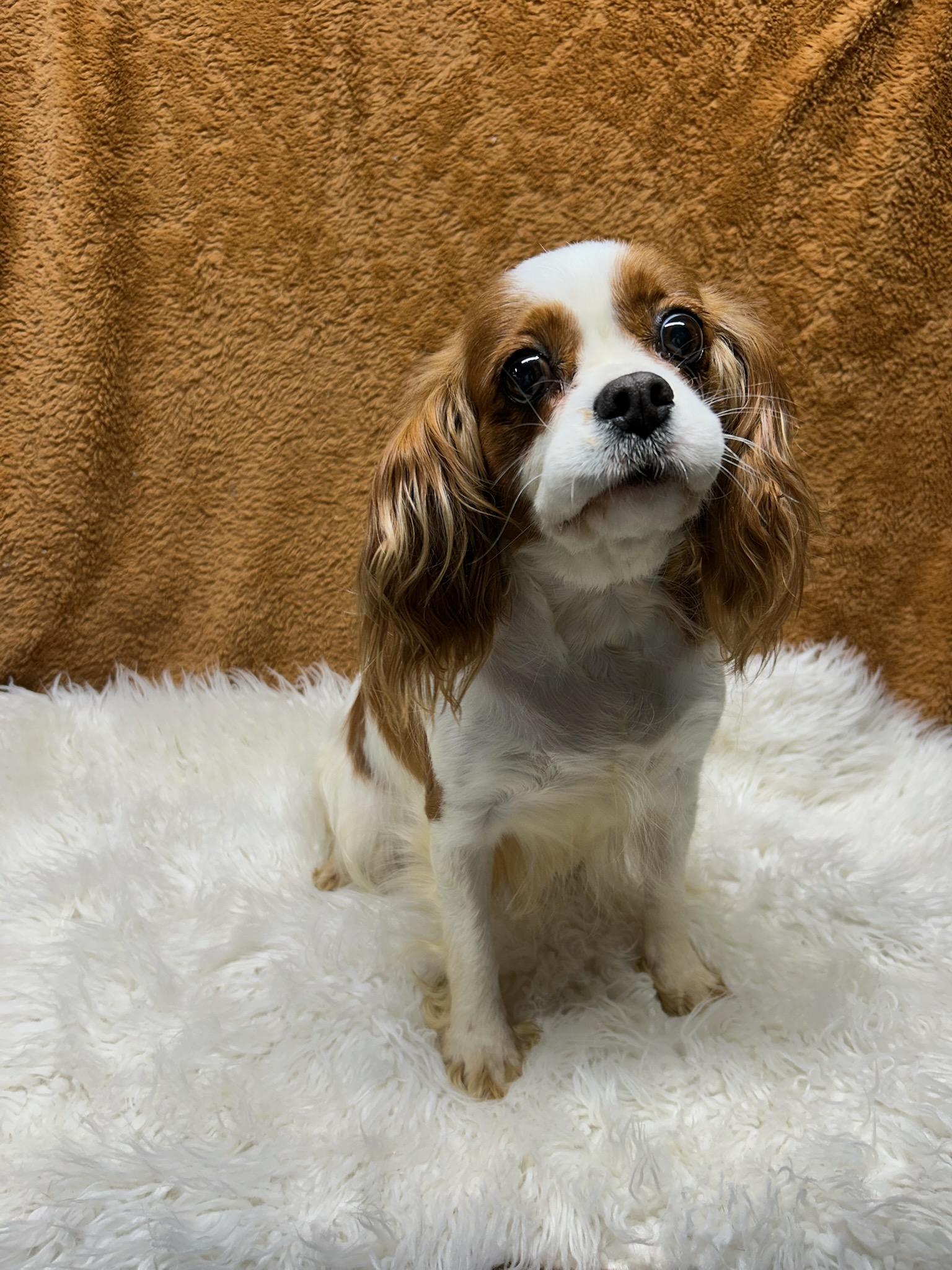 CANDY (ohiosdrecue@gmail.com), adopted, Adult Female Cavalier King Charles Spaniel.